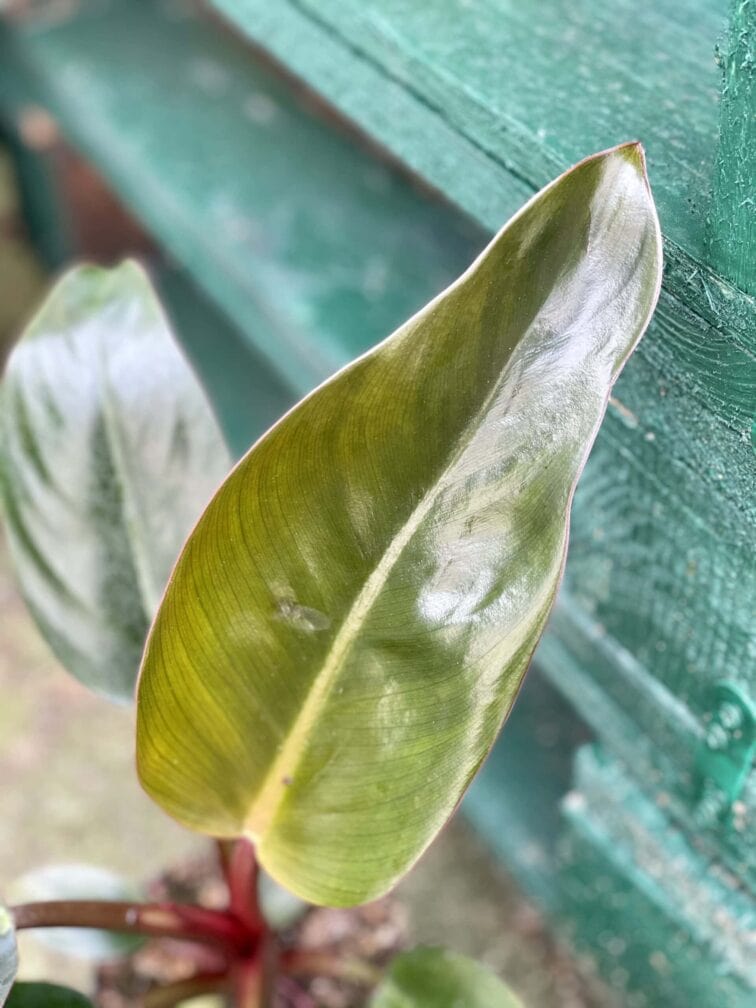 Zdjęcie rośliny Philodendron Rojo Congo, ujęcie 2