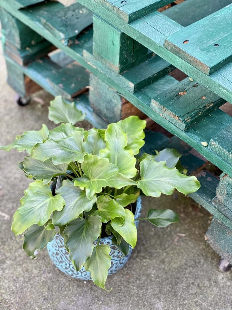Zdjęcie rośliny Philodendron Shangri La, ujęcie 1