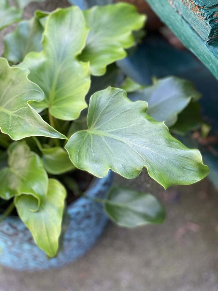 Zdjęcie rośliny Philodendron Shangri La, ujęcie 2