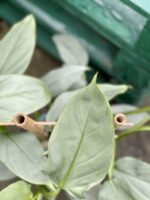 Zdjęcie rośliny Philodendron Silver Queen, ujęcie 2