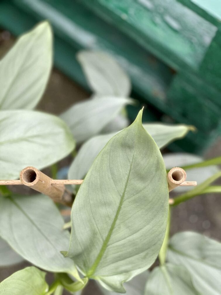 Zdjęcie rośliny Philodendron Silver Queen, ujęcie 2