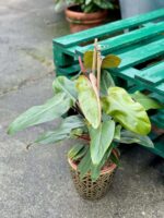 Zdjęcie rośliny Philodendron Twin Wings, ujęcie 1