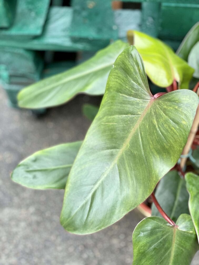 Zdjęcie rośliny Philodendron Twin Wings, ujęcie 2