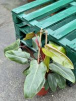Zdjęcie rośliny Philodendron Twin Wings, ujęcie 3