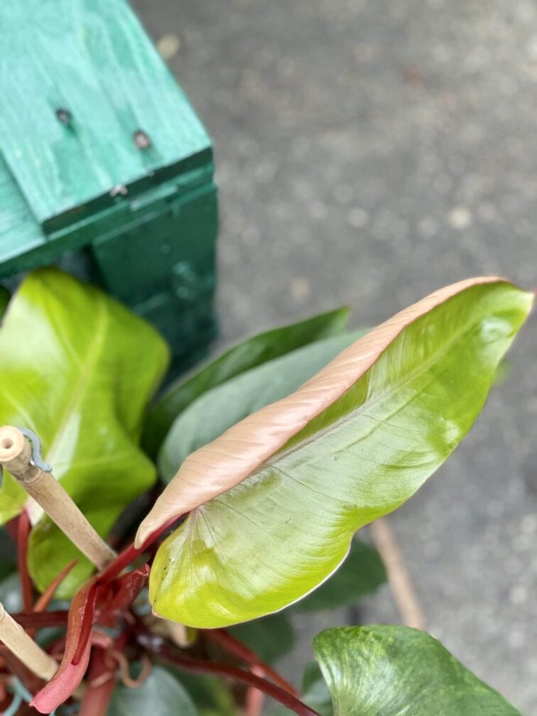 Zdjęcie rośliny Philodendron Twin Wings, ujęcie 4