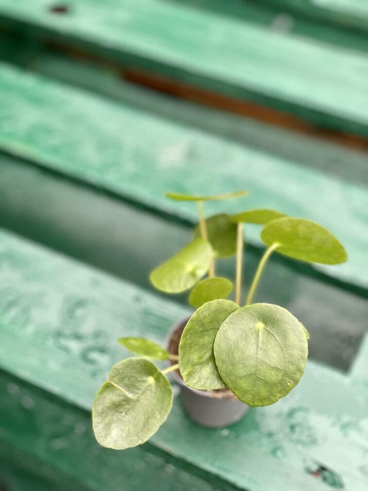 pilea-peperomioides_6x15-1_1618649697.jpg Zdjęcie rośliny Pilea Peperomioides, ujęcie 1