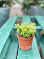 Zdjęcie rośliny Rhipsalis mesembryanthemoides (Patyczak), ujęcie 2