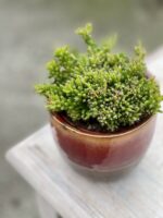 Zdjęcie rośliny Rhipsalis mesembryanthemoides (Patyczak), ujęcie 3