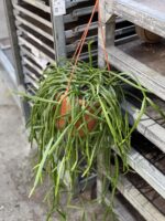 Zdjęcie rośliny Rhipsalis trigona, ujęcie 1