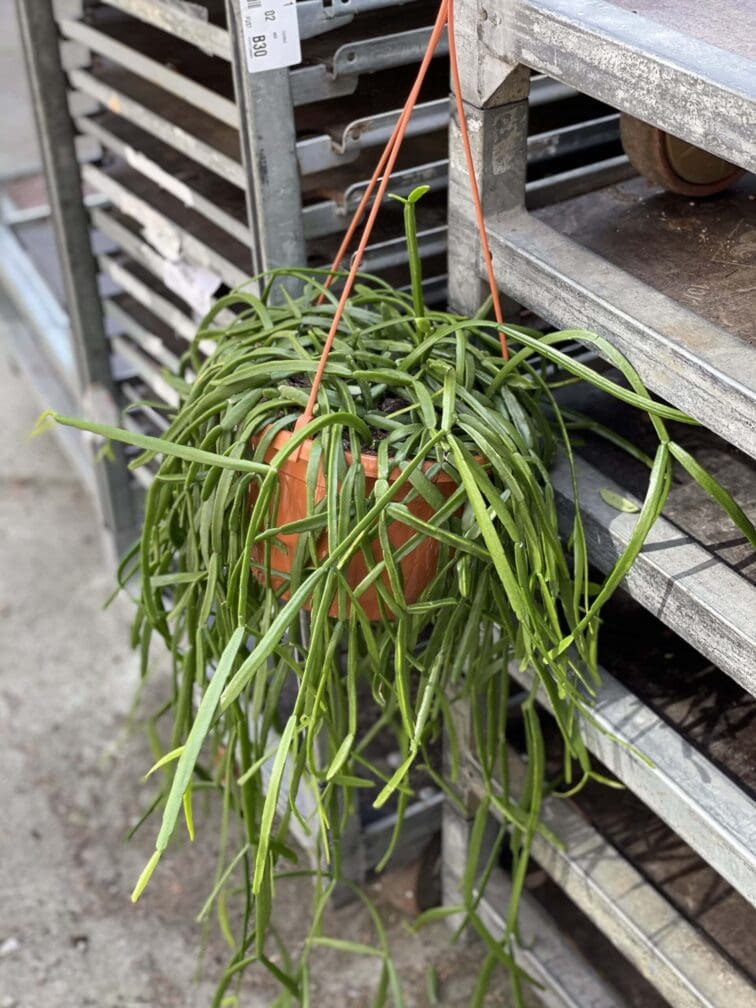 Zdjęcie rośliny Rhipsalis trigona, ujęcie 1