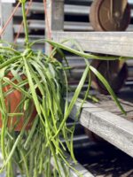 Zdjęcie rośliny Rhipsalis trigona, ujęcie 2