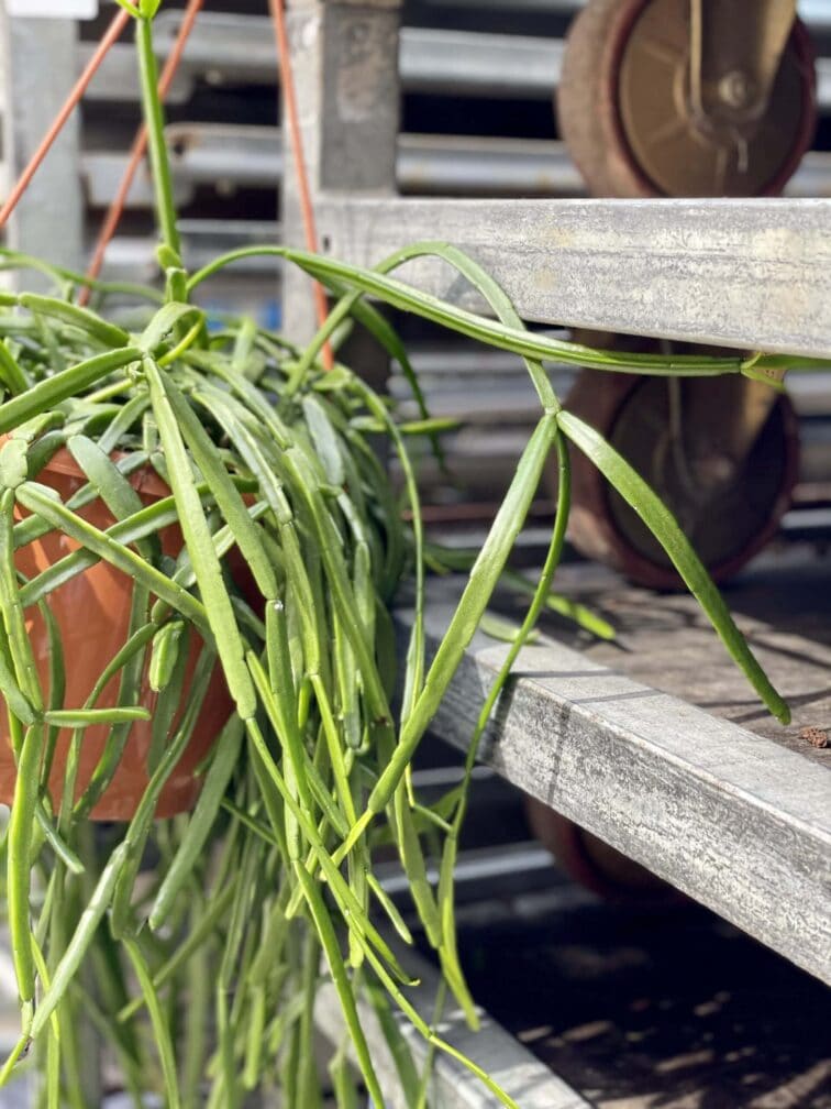 Zdjęcie rośliny Rhipsalis trigona, ujęcie 2
