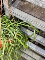 Zdjęcie rośliny Rhipsalis trigona, ujęcie 3