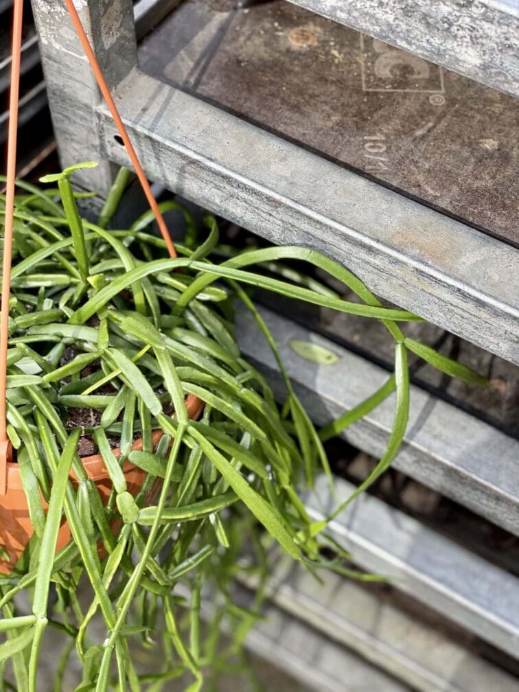Zdjęcie rośliny Rhipsalis trigona, ujęcie 3