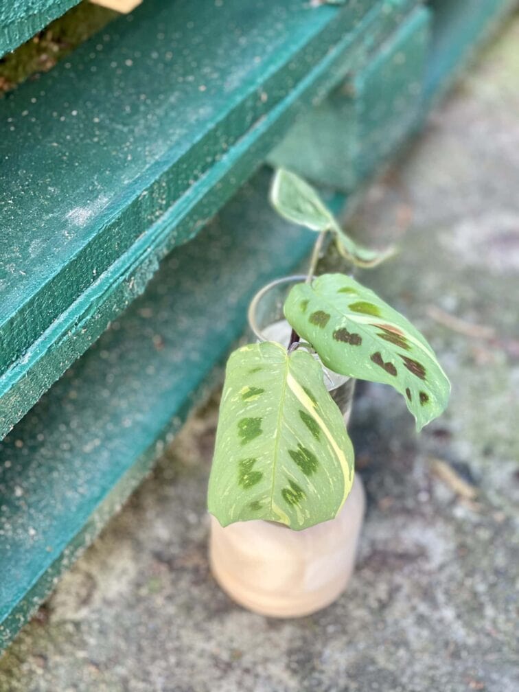 Zdjęcie rośliny Sadzonka Maranta Kerchoveana Variegata, ujęcie 2