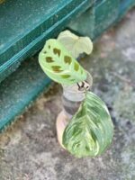 Zdjęcie rośliny Sadzonka Maranta Kerchoveana Variegata, ujęcie 3