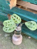 Zdjęcie rośliny Sadzonka Maranta Kerchoveana Variegata, ujęcie 1