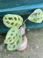 Zdjęcie rośliny Sadzonka Maranta Kerchoveana Variegata, ujęcie 2