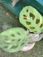 Zdjęcie rośliny Sadzonka Maranta Kerchoveana Variegata, ujęcie 3