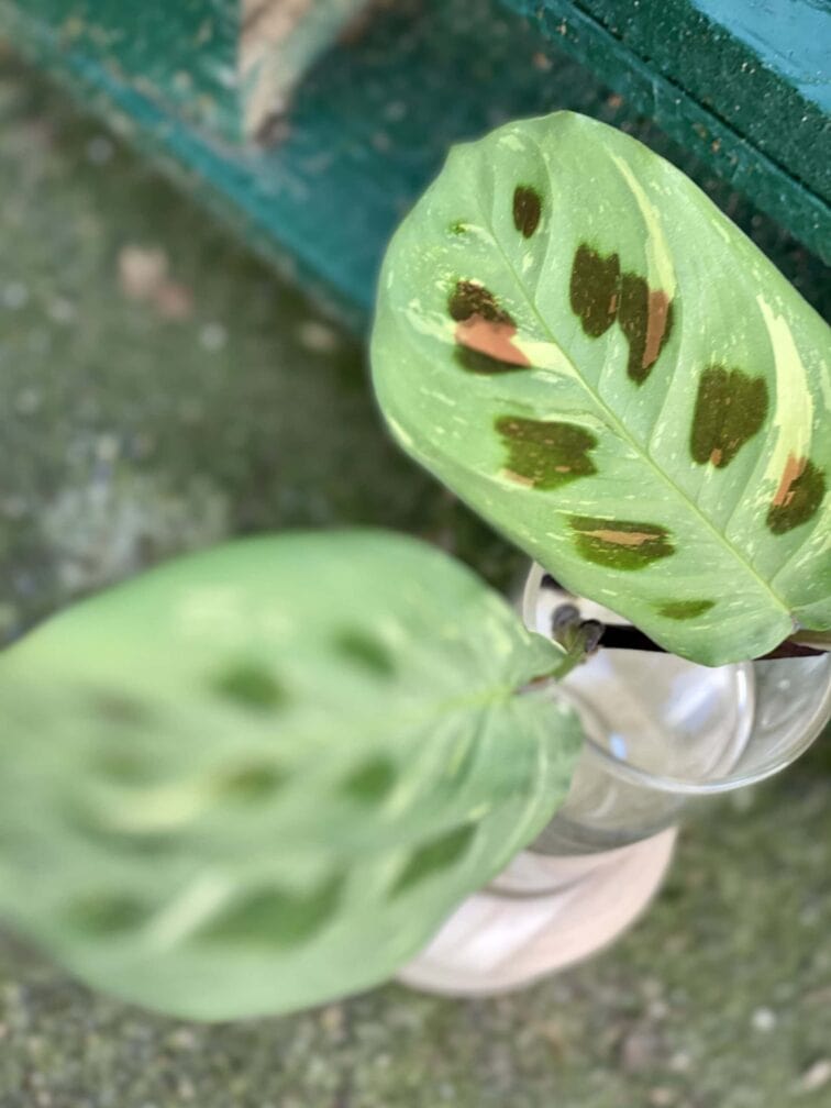Zdjęcie rośliny Sadzonka Maranta Kerchoveana Variegata, ujęcie 3