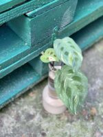 Zdjęcie rośliny Sadzonka Maranta Kerchoveana Variegata, ujęcie 1