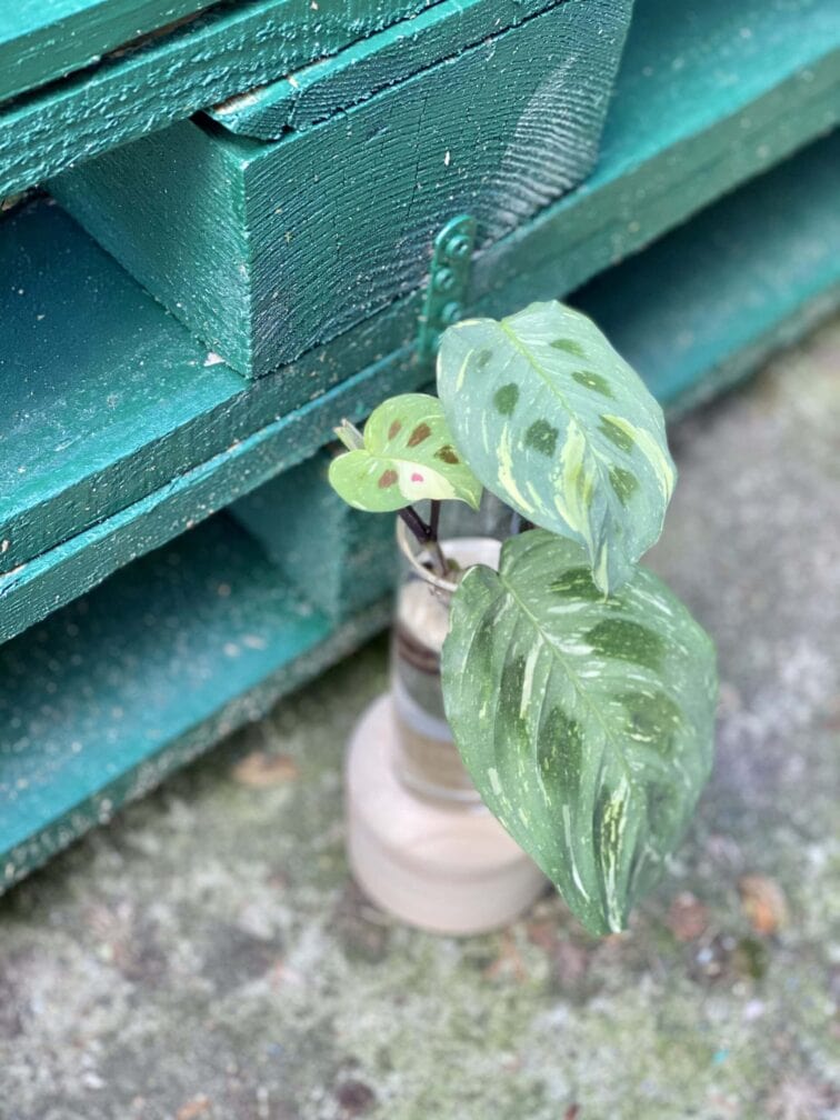 sadzonka-maranta-kerchoveana-variegata_1x16-1_1619515842.jpg Zdjęcie rośliny Sadzonka Maranta Kerchoveana Variegata, ujęcie 1