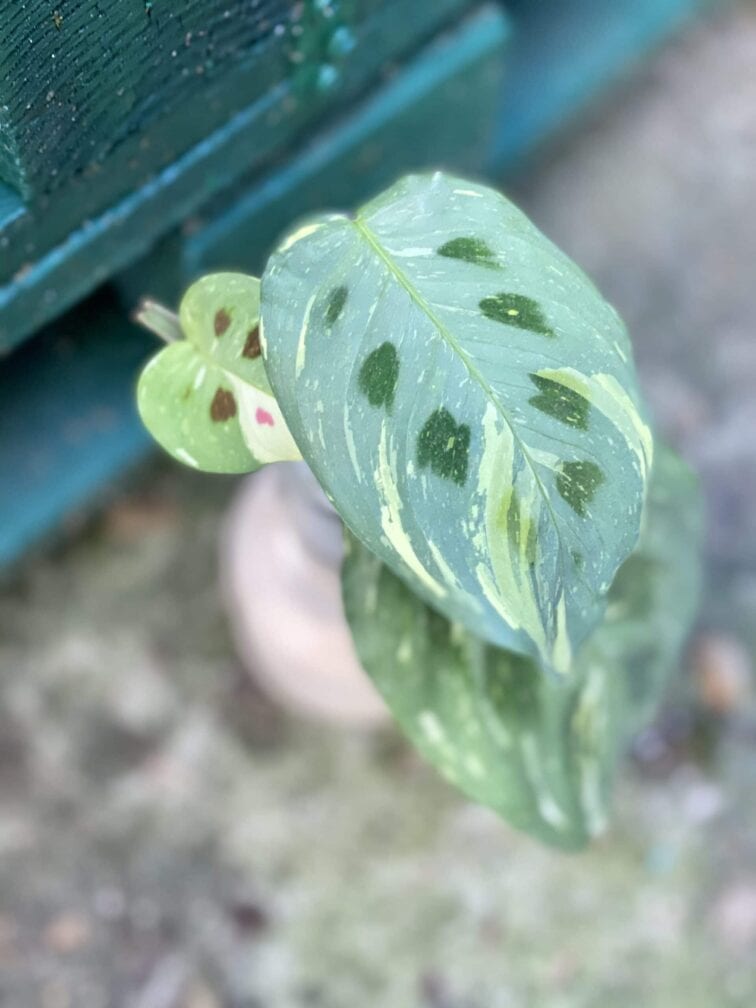 Zdjęcie rośliny Sadzonka Maranta Kerchoveana Variegata, ujęcie 2