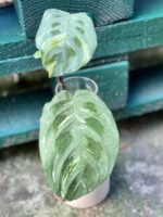 Zdjęcie rośliny Sadzonka Maranta Kerchoveana Variegata, ujęcie 3