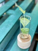 Zdjęcie rośliny Sadzonka Monstera Dubia, ujęcie 1