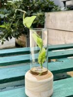 Zdjęcie rośliny Sadzonka Monstera Dubia, ujęcie 2