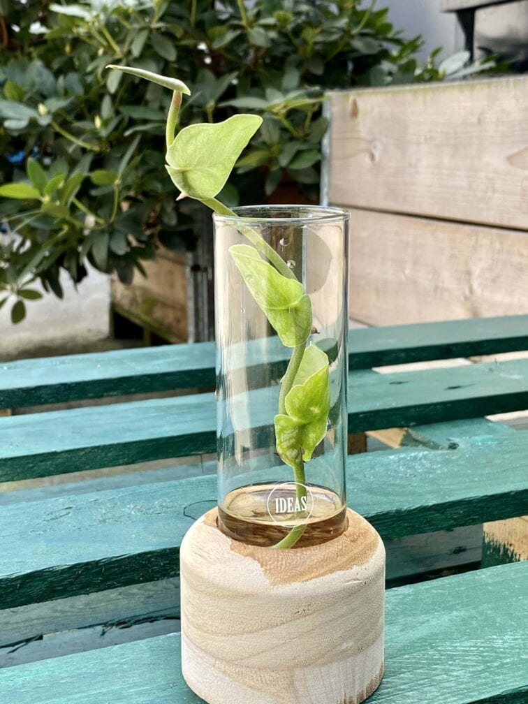 Zdjęcie rośliny Sadzonka Monstera Dubia, ujęcie 2