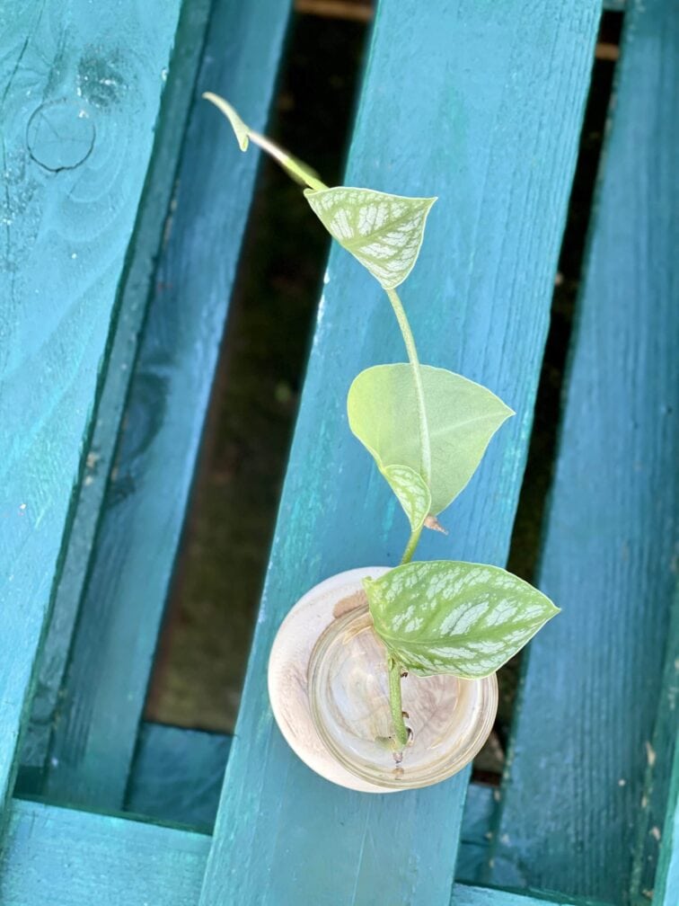 Zdjęcie rośliny Sadzonka Monstera Dubia, ujęcie 3