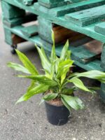Zdjęcie rośliny Sancaena Fireflies Green, ujęcie 3