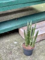 Zdjęcie rośliny Sansevieria Cylindrica Straight, ujęcie 1