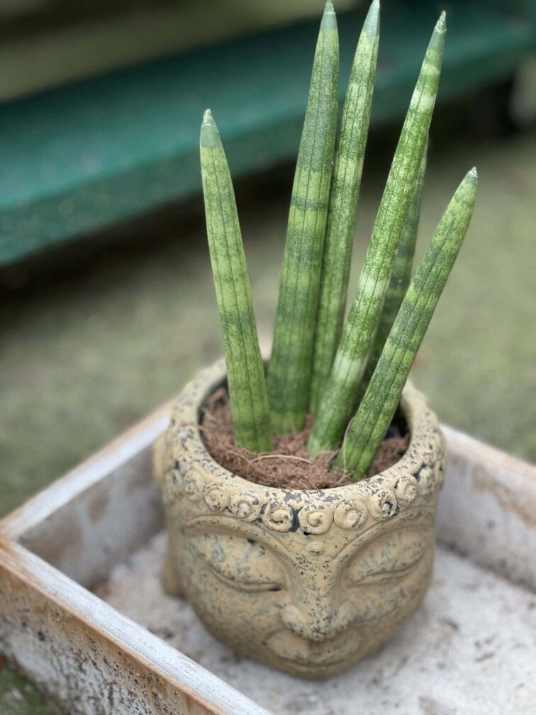 Zdjęcie rośliny Sansevieria Cylindrica Straight, ujęcie 2