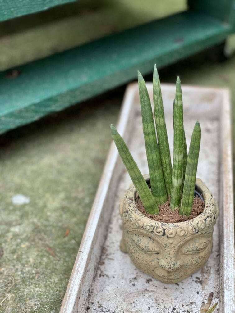 Zdjęcie rośliny Sansevieria Cylindrica Straight, ujęcie 3