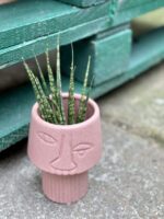 Zdjęcie rośliny Sansevieria Fernwood Mikado, ujęcie 1