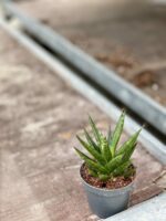 Zdjęcie rośliny Sansevieria Francisii, ujęcie 2
