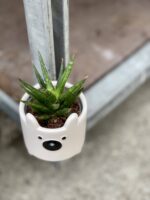 Zdjęcie rośliny Sansevieria Francisii, ujęcie 3