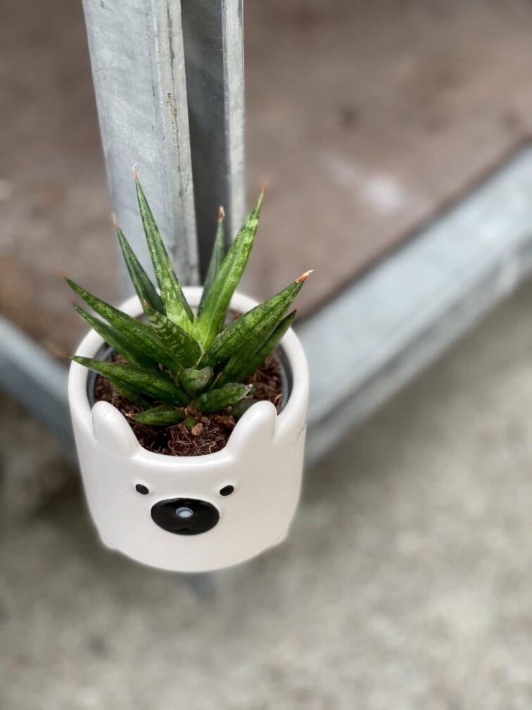 Zdjęcie rośliny Sansevieria Francisii, ujęcie 3