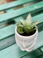 Zdjęcie rośliny Sansevieria Green Marble, ujęcie 1