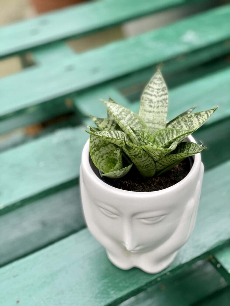 Zdjęcie rośliny Sansevieria Green Marble, ujęcie 1