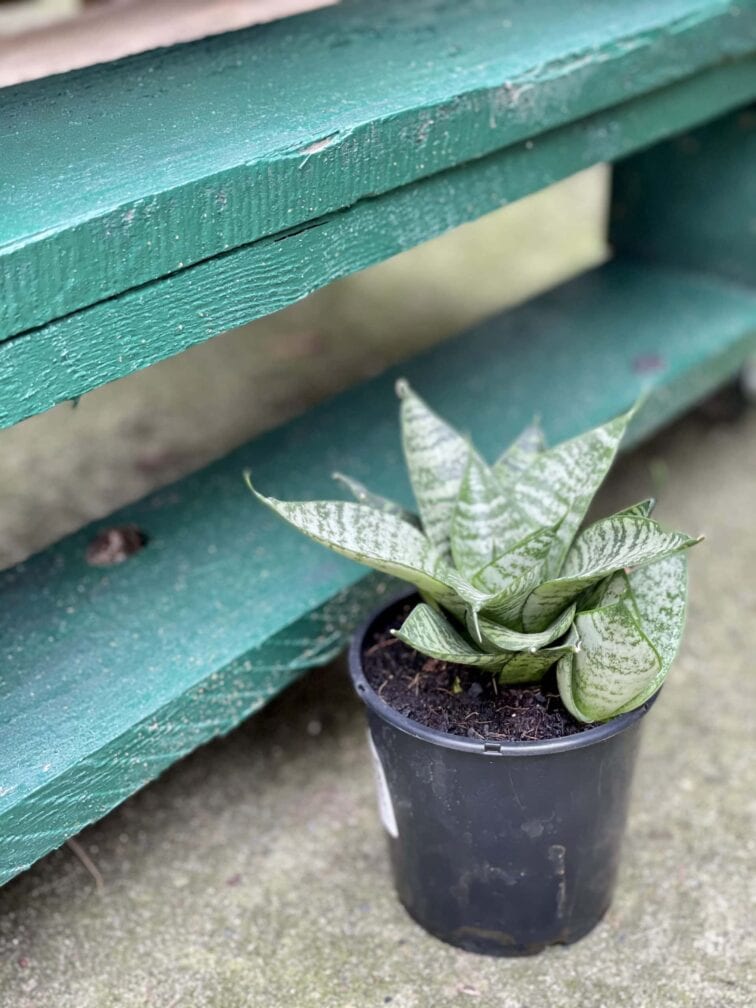 Zdjęcie rośliny Sansevieria Green Marble, ujęcie 2