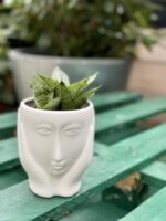 Zdjęcie rośliny Sansevieria Green Marble, ujęcie 3