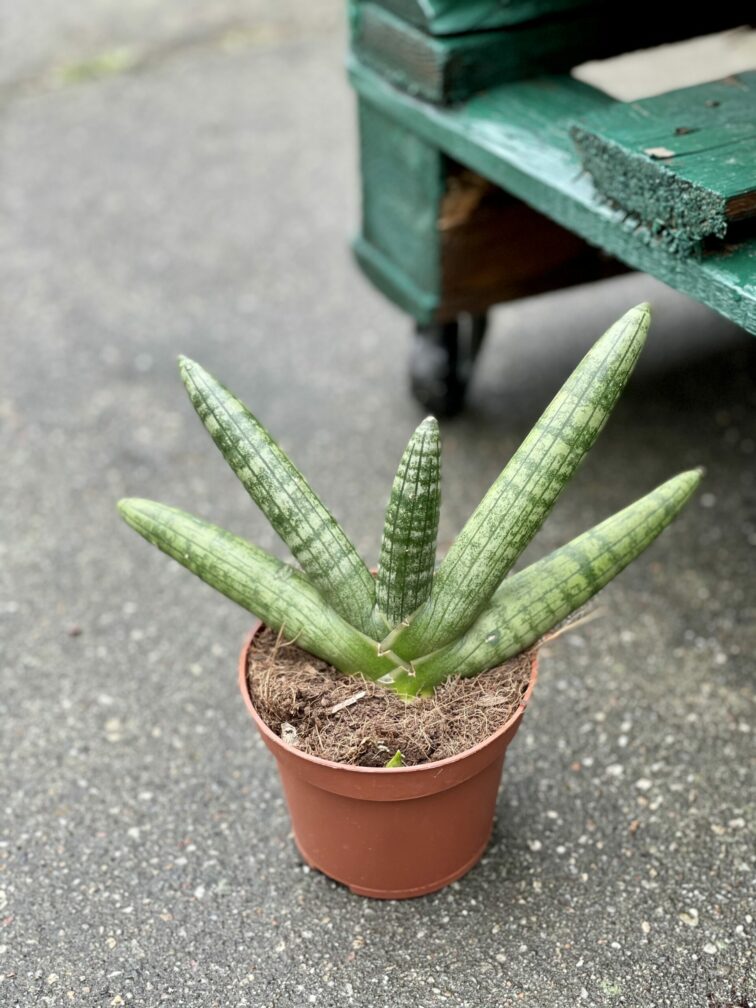 Zdjęcie rośliny Sansevieria Motum Kenya, ujęcie 2