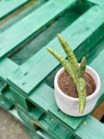 Zdjęcie rośliny Sansevieria Motum Kenya, ujęcie 3