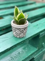 Zdjęcie rośliny Sansevieria Trifasciata Robusta, ujęcie 1