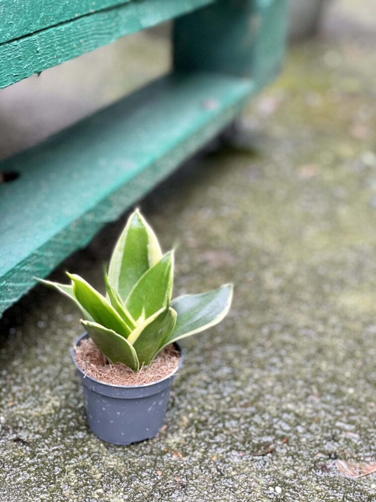 Zdjęcie rośliny Sansevieria Trifasciata Robusta, ujęcie 2