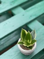 Zdjęcie rośliny Sansevieria Trifasciata Robusta, ujęcie 3