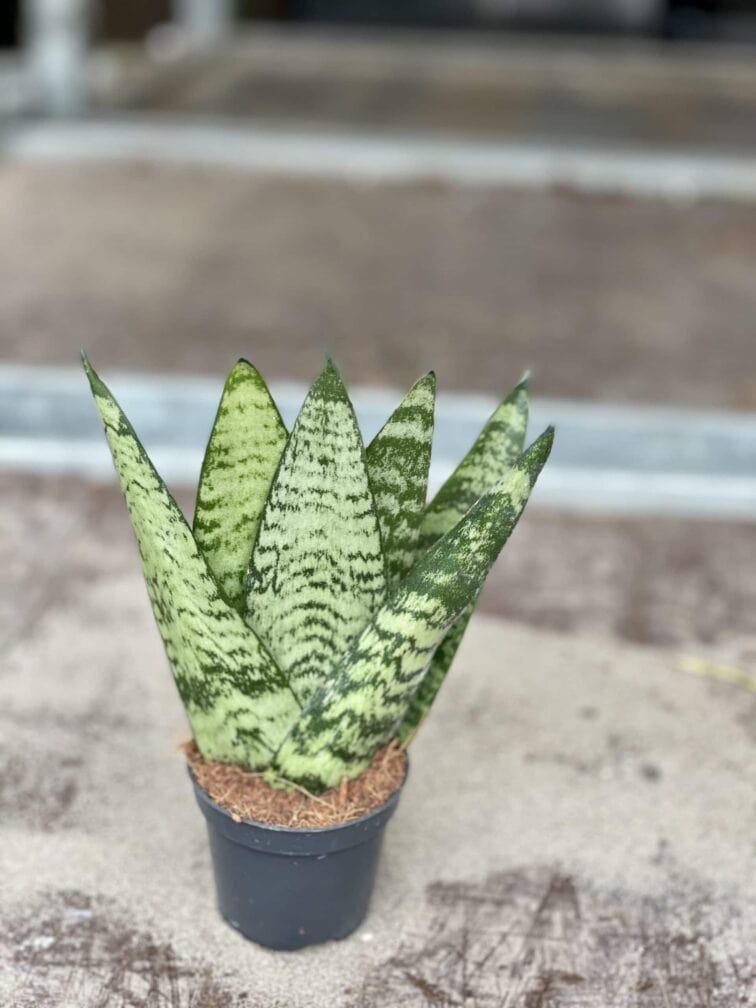 sansevieria-zeylanica-fan_6x15-1_1618057529.jpg Zdjęcie rośliny Sansevieria Zeylanica Fan, ujęcie 1